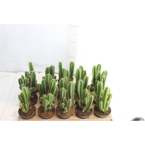 CACTUS ACANTHOCEREUS TETRAGONUS P09