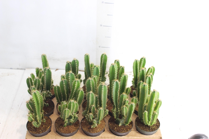 <h4>CACTUS ACANTHOCEREUS TETRAGONUS P09</h4>