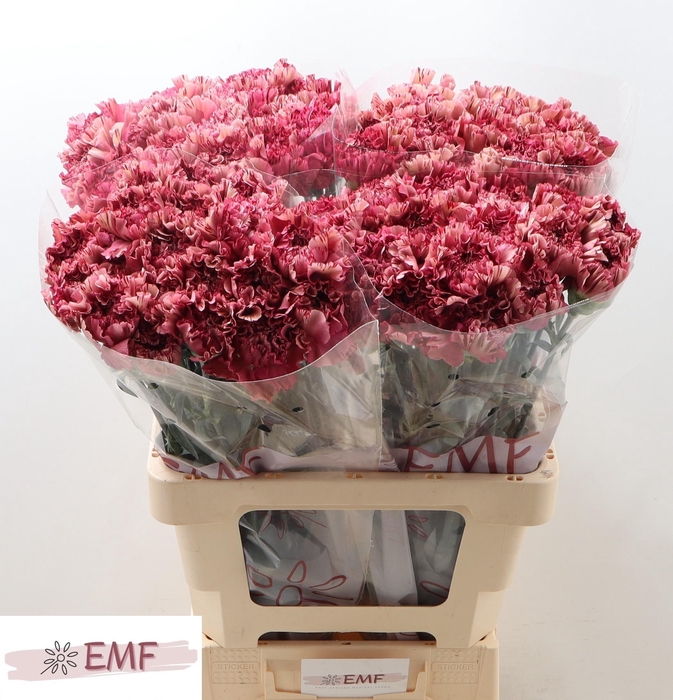 <h4>DI ST VIPER WINE</h4>