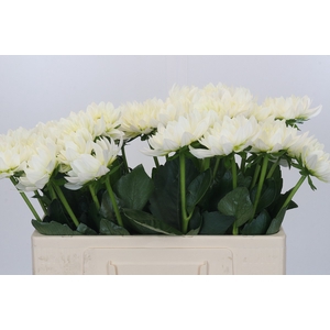 Dahlia Karma M. Zwaan