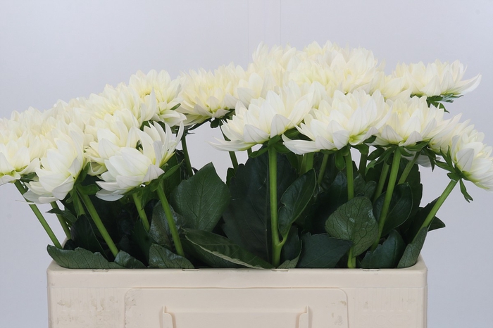 <h4>Dahlia Karma M. Zwaan</h4>