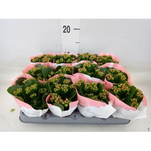 Kalanchoe  'RoseFlow Noelle'