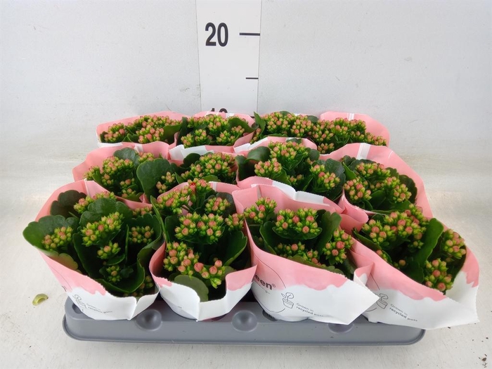 <h4>Kalanchoe  'RoseFlow Noelle'</h4>