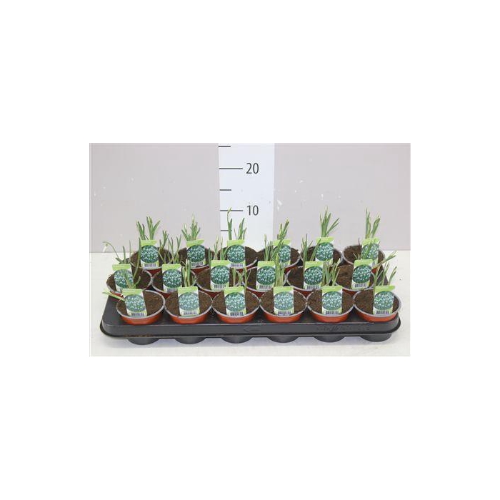 <h4>Galanthus Nivalis</h4>