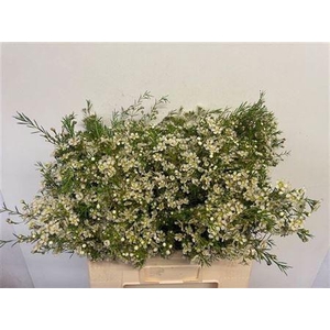 Chame Un Majestic White