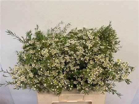 <h4>Chame Un Majestic White</h4>