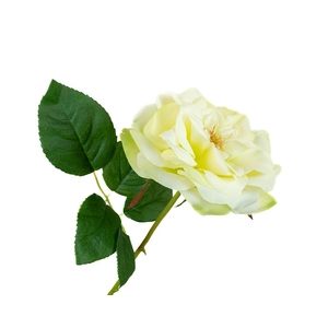 Rosa Garden White Green