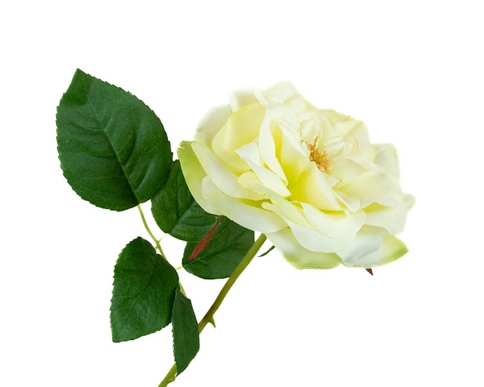 <h4>Rosa Garden White Green</h4>