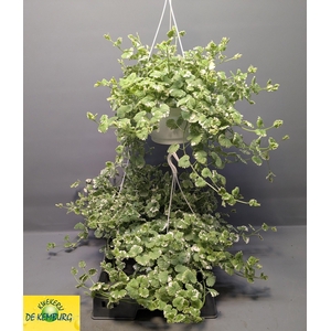 GLECHOMA VARIEGATA
