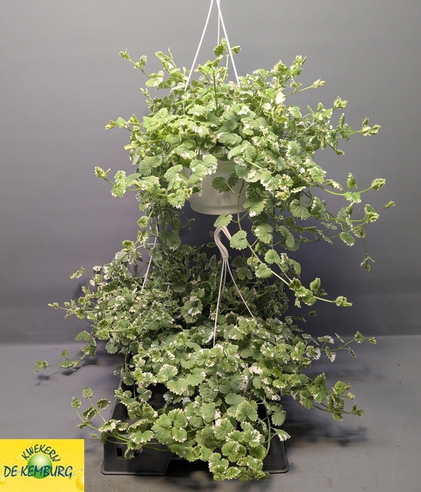 <h4>GLECHOMA VARIEGATA</h4>