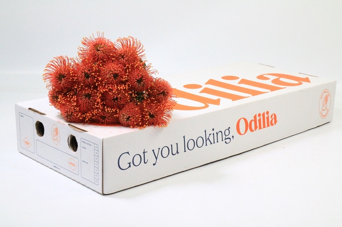 <h4>Nutans Gold Dust</h4>