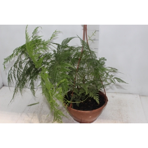 RENDA PORTUGUESA C21