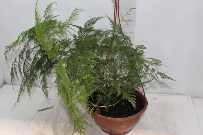 <h4>RENDA PORTUGUESA C21</h4>