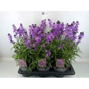 Erysimum linifolium 'Bowles Mauve'