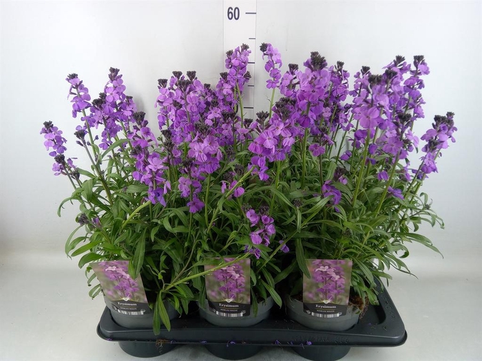 <h4>Erysimum linifolium 'Bowles Mauve'</h4>