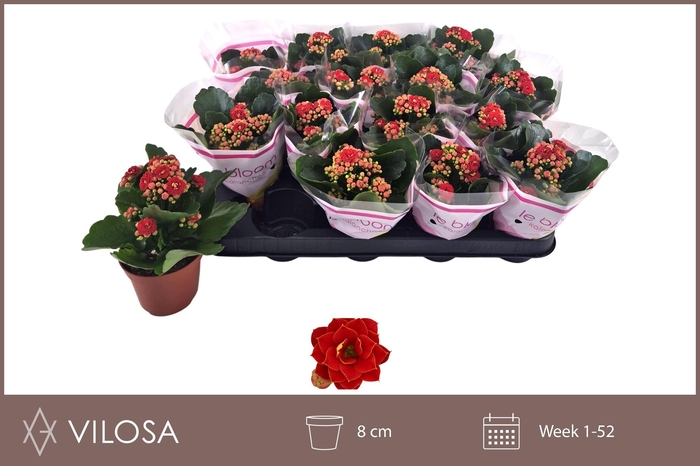 <h4>KAL GE RUBIO RED</h4>