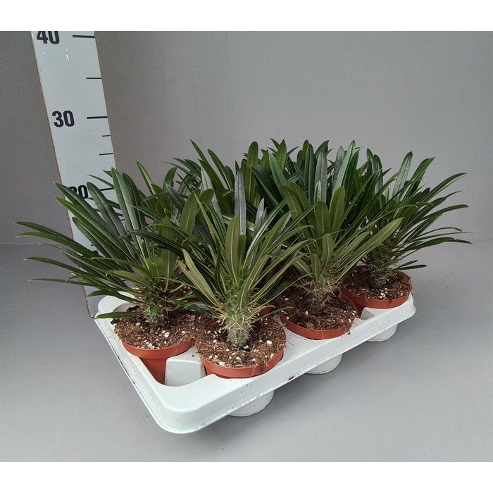 <h4>Pachypodium lamerei</h4>