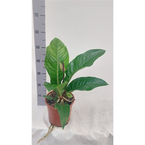 <h4>Anthurium Plowmanii plowmanii</h4>