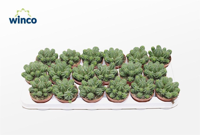 <h4>Euphorbia Aggregata</h4>
