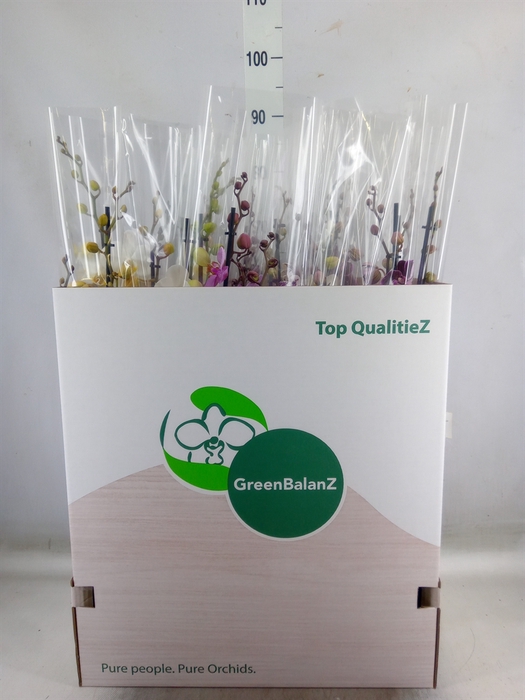 <h4>Phalaenopsis   ...mix</h4>