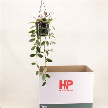 Hoya C Fl Flam Dream