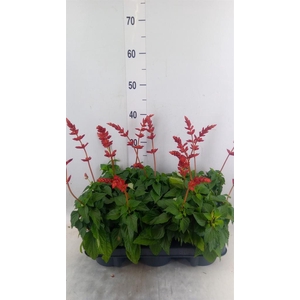 Salvia  'Salgoon Lake Flamingo'