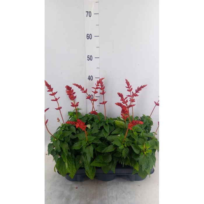 <h4>Salvia  'Salgoon Lake Flamingo'</h4>