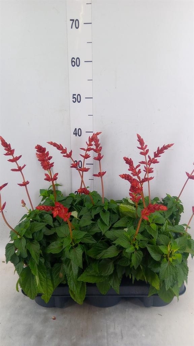 <h4>Salvia  'Salgoon Lake Flamingo'</h4>