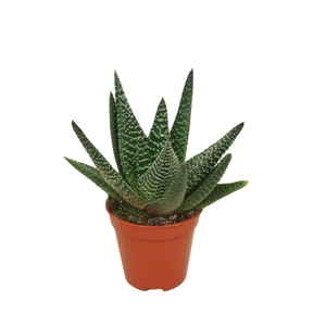 Gasterhaworthia x 'Royal Highness'