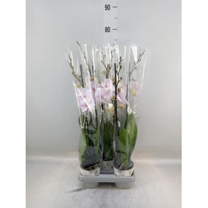 Phalaenopsis  'Manta Ambon'