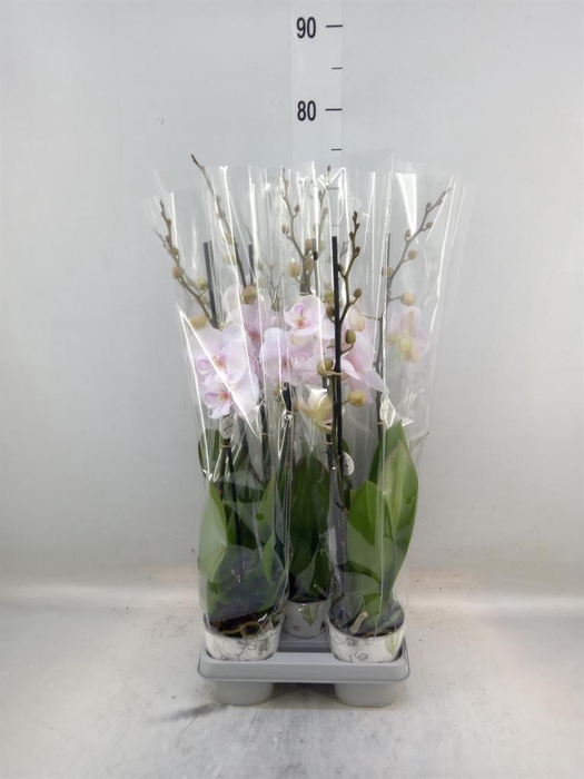 <h4>Phalaenopsis  'Manta Ambon'</h4>