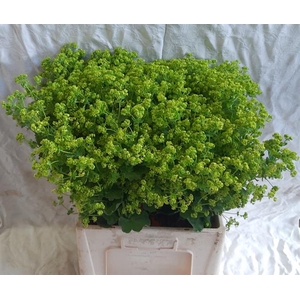 Alchem M Robustica