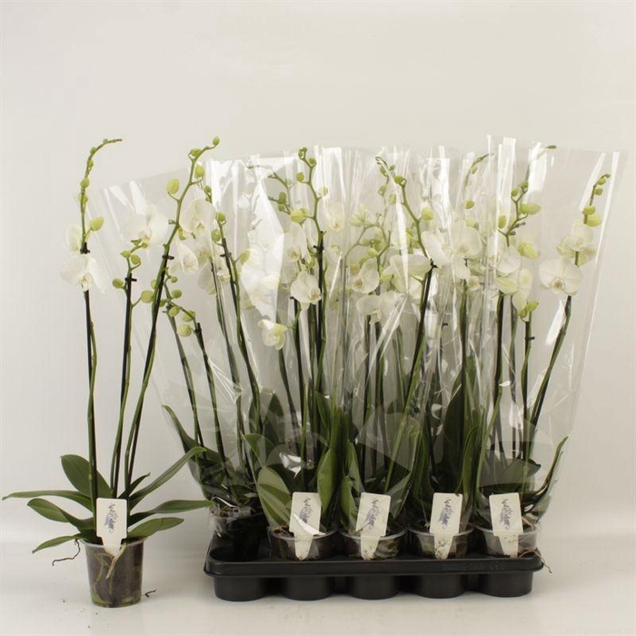 <h4>PHAL OV WIT</h4>