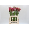 Nerine Mix