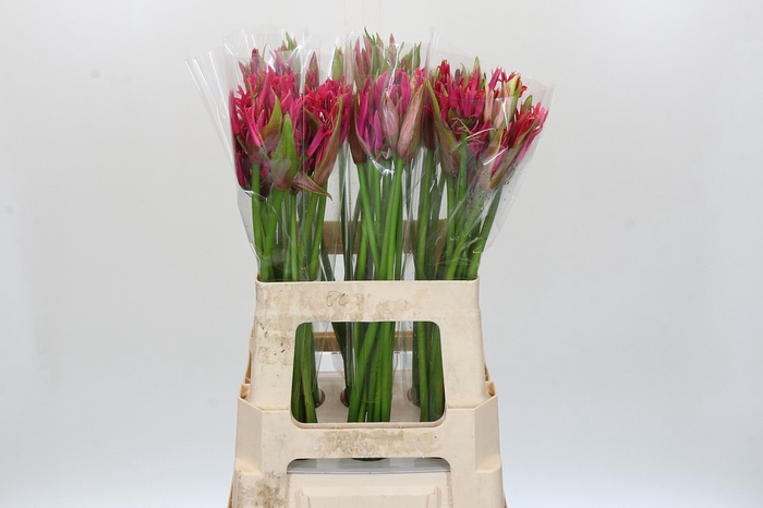 <h4>Nerine Mix</h4>