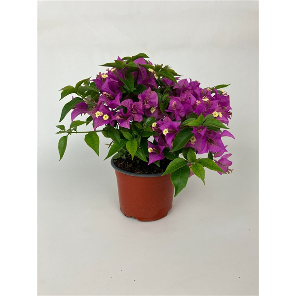 <h4>Bougainvillea struik 35/40 cm</h4>