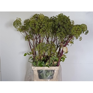 Angelica Gigas