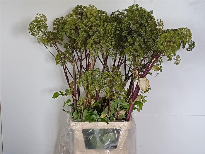 <h4>Angelica Gigas</h4>