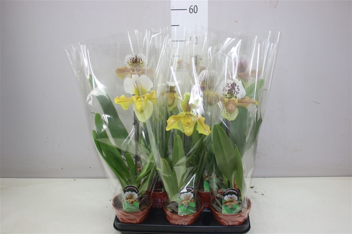 <h4>Paphiopedilum Usa 1 Tak</h4>