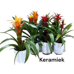 BROMELIA GEM