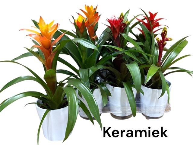 <h4>BROMELIA GEM</h4>