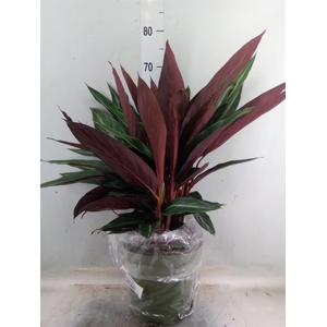 Stromanthe sanguin.