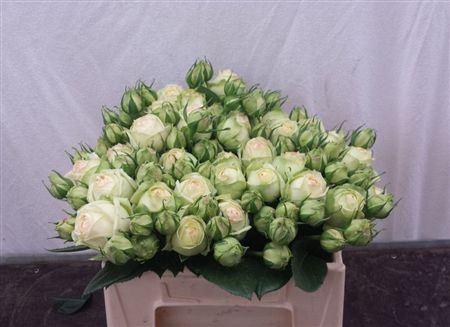 <h4>R Tr Wedding Piano</h4>