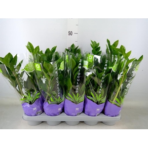 Zamioculcas zamiifolia