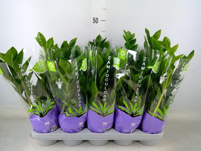 <h4>Zamioculcas zamiifolia</h4>