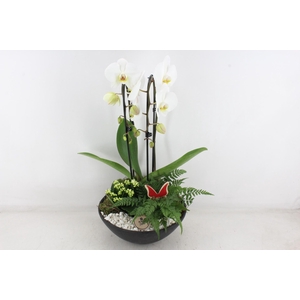 arr2 PL - Ebbischaal phal. wit STD