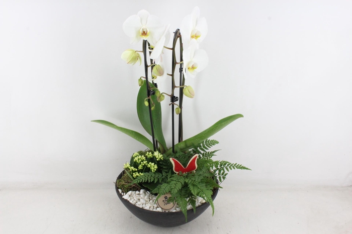 <h4>arr2 PL - Ebbischaal phal. wit STD</h4>