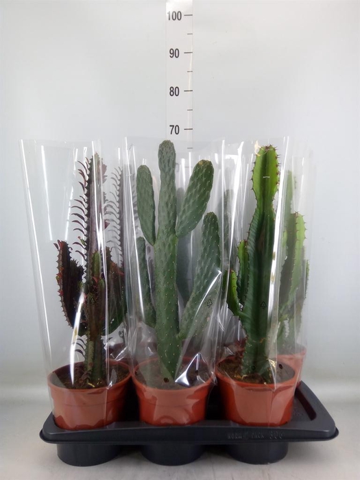 <h4>Cactus   ...mix  3</h4>