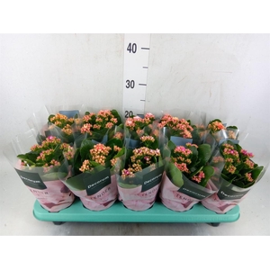 Kalanchoe blos. 'Serenity'   ...mix