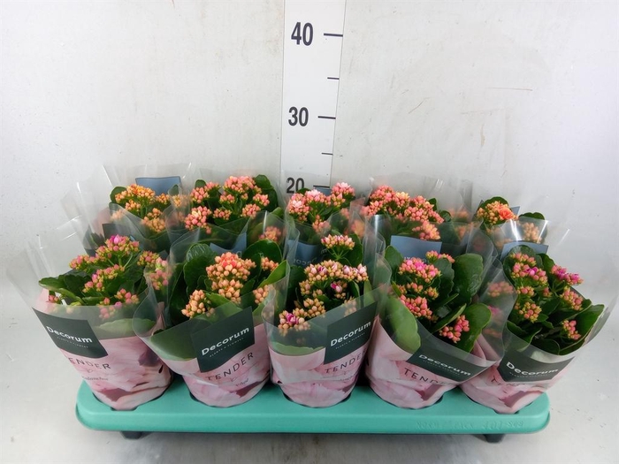<h4>Kalanchoe blos. 'Serenity'   ...mix</h4>